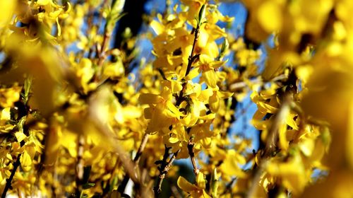 Close-up of yellow flowering plant