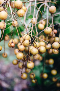 Close-up of berries growing on tree