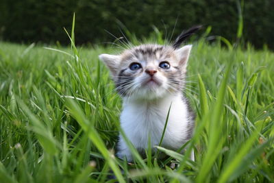 Portrait of kitten on field