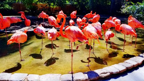 Scenic view of birds in water