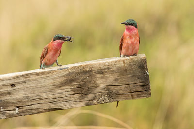 Close-up of birds perching on wood