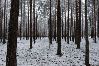 Trees in forest during winter