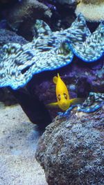 Close-up of yellow duck in sea