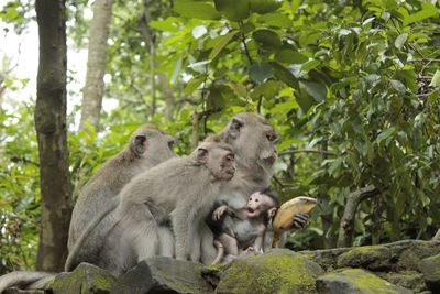 Monkeys sitting in a forest