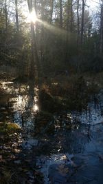 Sun shining through trees in forest