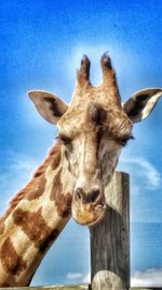 Close-up of an animal
