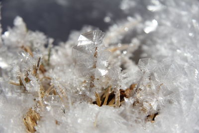 Close-up of frozen leaf