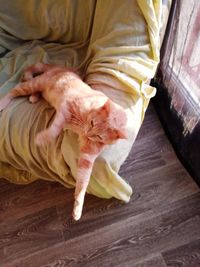 High angle view of cat sleeping on floor at home