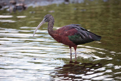 Glossy ibis plegadis falcinellus wades through a marsh and forages for food in the myakka river 