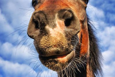 Close-up of horse snout