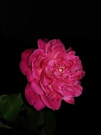 Close-up of pink rose against black background