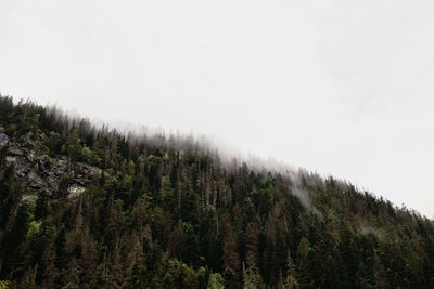 Scenic view of forest against  cloudy sky