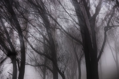 Bare trees against sky