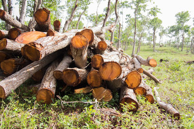 Stack of logs on field in forest