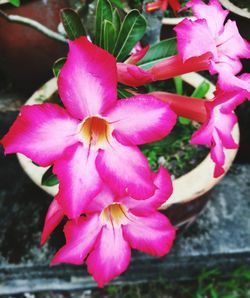 Close-up of pink day lily blooming outdoors