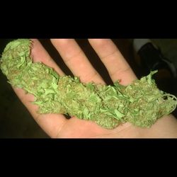 Close-up of green leaves