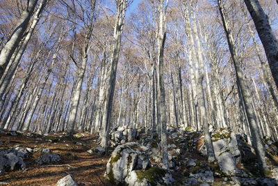 Low angle view of trees in forest against sky