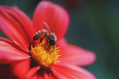 Close-up of honey bee pollinating red flower