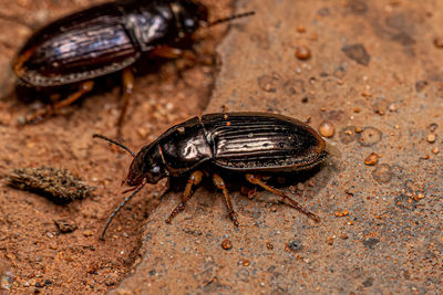 Close-up of insect