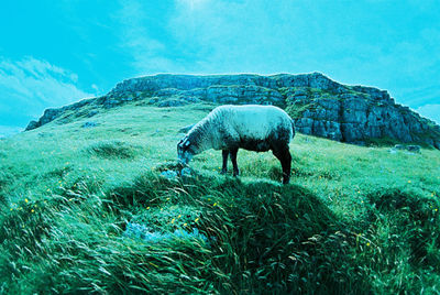 Horse grazing in a field