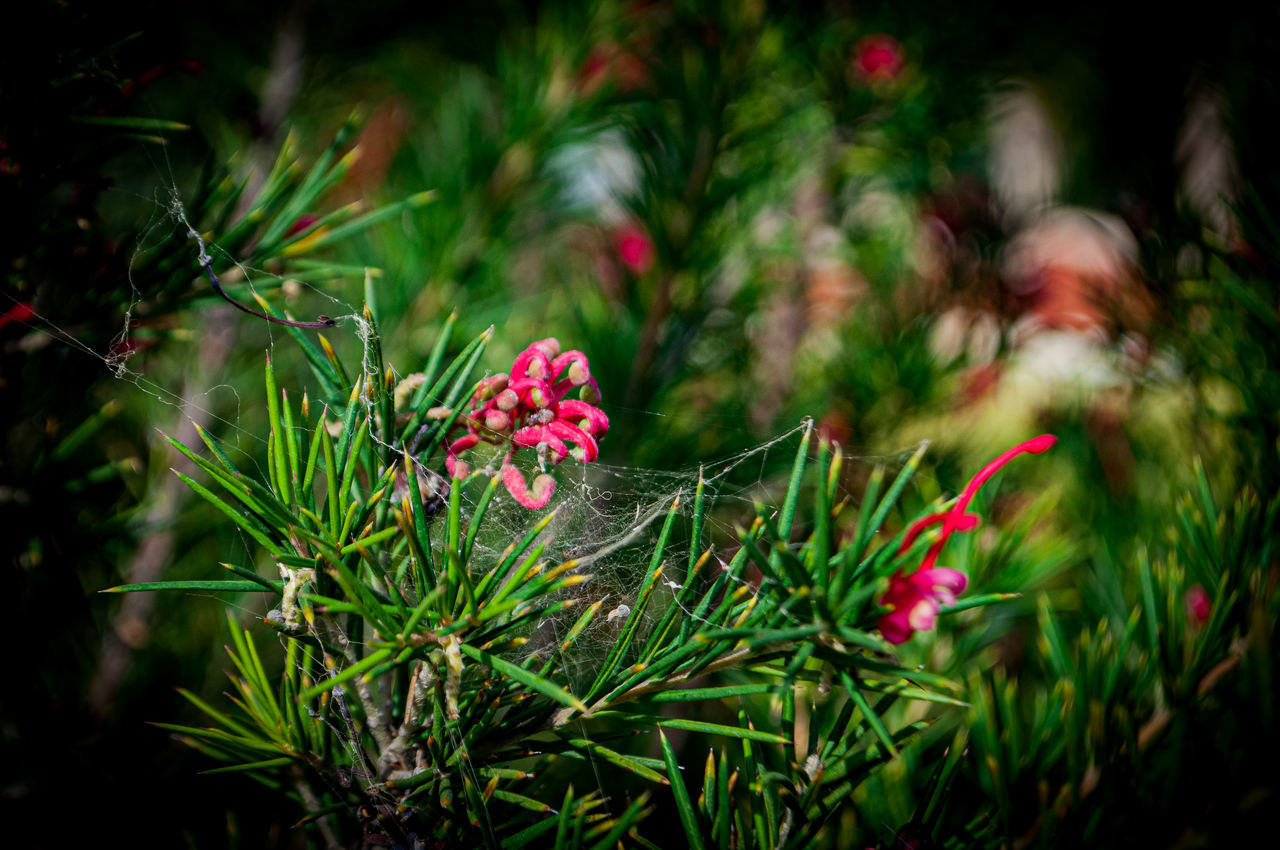 plant, nature, green, tree, beauty in nature, flower, growth, grass, no people, leaf, flowering plant, branch, close-up, outdoors, pinaceae, pine tree, coniferous tree, land, focus on foreground, christmas tree, freshness, plant part, red, macro photography, day, multi colored