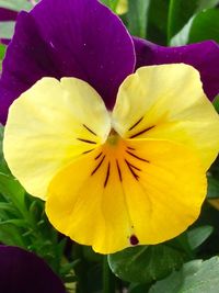 Close-up of yellow flower