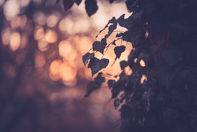 Close-up of plant growing against sky during sunset