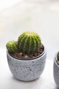 Close-up of potted cactus plant