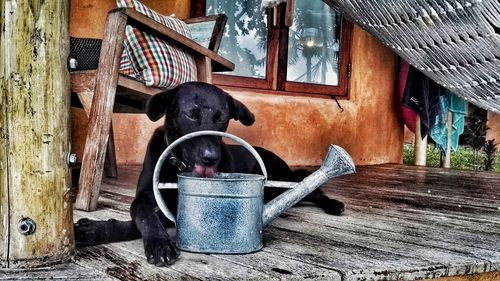 Dog sitting in barn