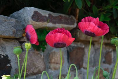 Close-up of pink flowers blooming outdoors