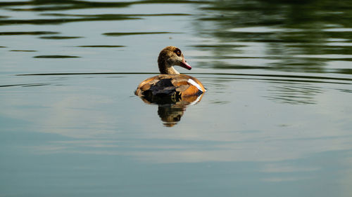 Full length of a duck swimming in lake