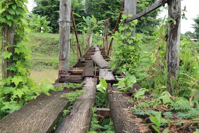 Footpath amidst plants