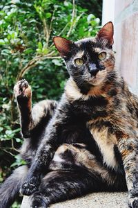 Portrait of cat sitting outdoors