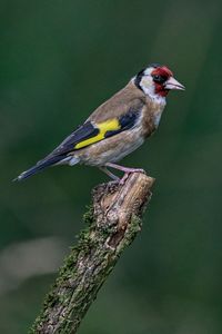 Goldfinch close-up bird perching on branch