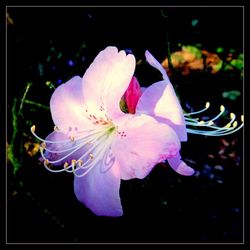 Close-up of flower blooming outdoors