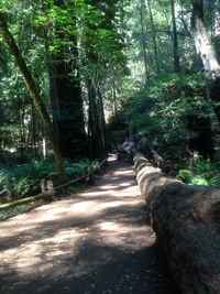 Trees in forest