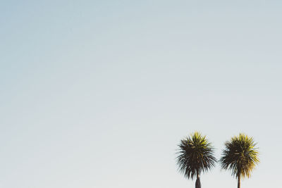 Low angle view of palm trees growing against clear sky