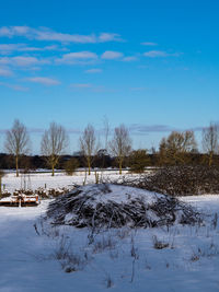 Trees on snow field against sky