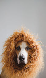 Portrait of dog against white background