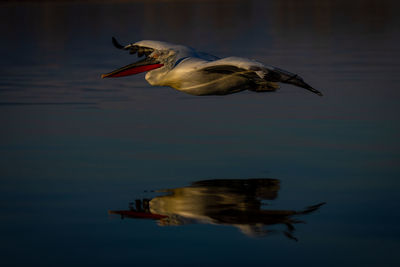 Birds in lake