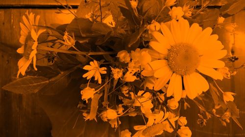 Close-up of yellow flowering plant