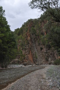 Scenic view of forest against sky