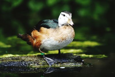 Close-up of bird perching on wood