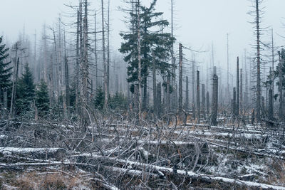 Pine trees in forest during winter