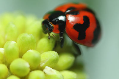 Close-up of ladybug on flower