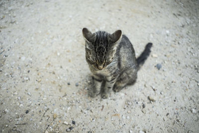 High angle view of cat