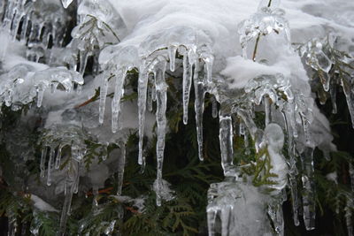 Panoramic shot of frozen trees during winter