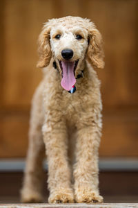 Portrait of dog sticking out tongue