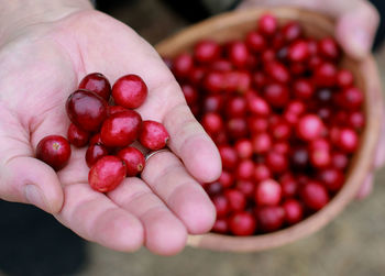 Cropped hand of woman holding fruits