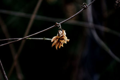 Close-up of wilted flower